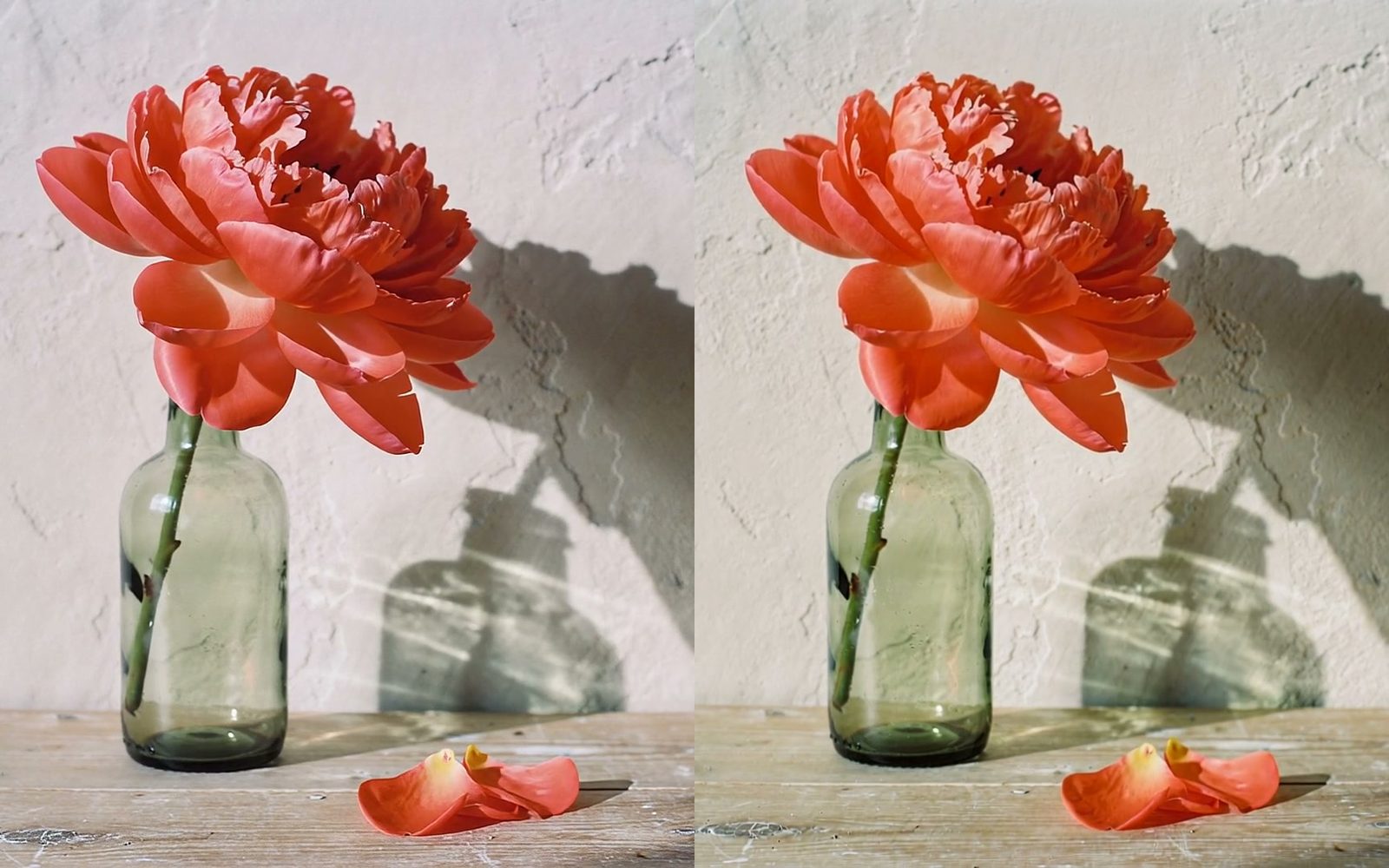 Same last frame of the same prompt: FLUX.3 Video (left) and Kling 4.0 (right) each finish a coral peony in full bloom with fallen petals.