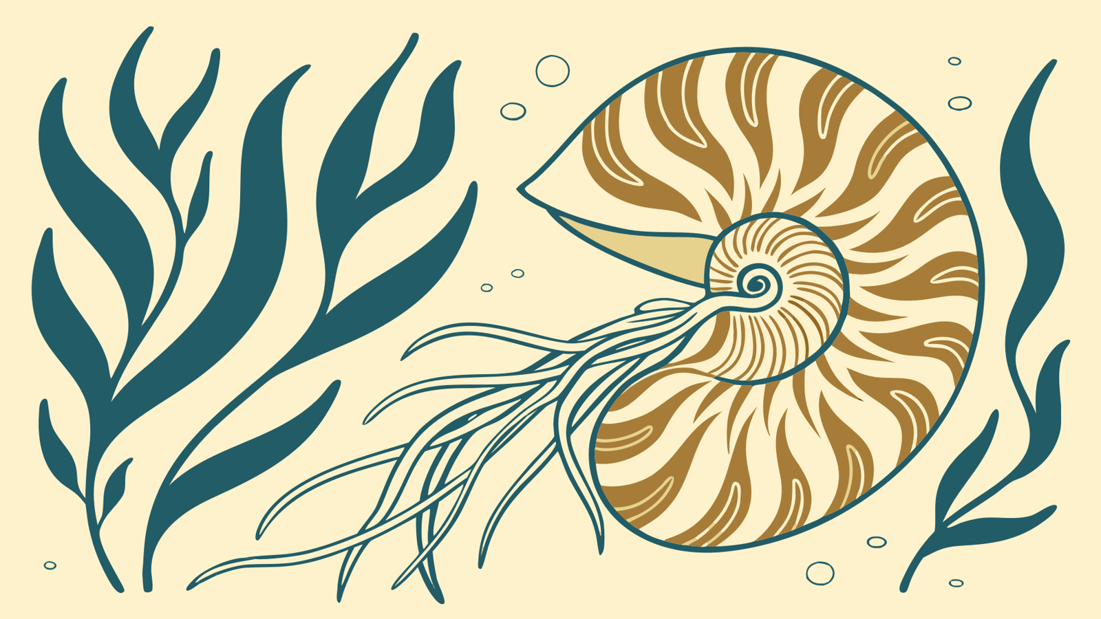 Preview of an original Recraft v3 vector illustration of a nautilus and teal seaweed.