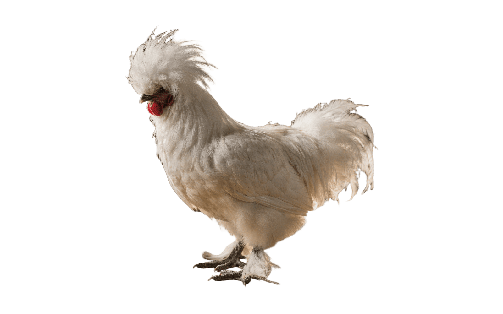 White Silkie rooster with a wispy crest, red wattles and feathered feet, cut out from a kitchen photo onto transparency