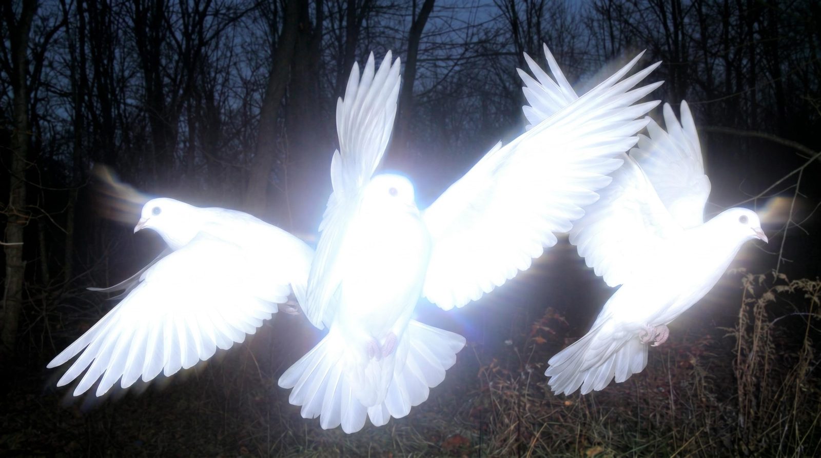 Three luminous white doves flying through a dark forest in a cinematic concept image.