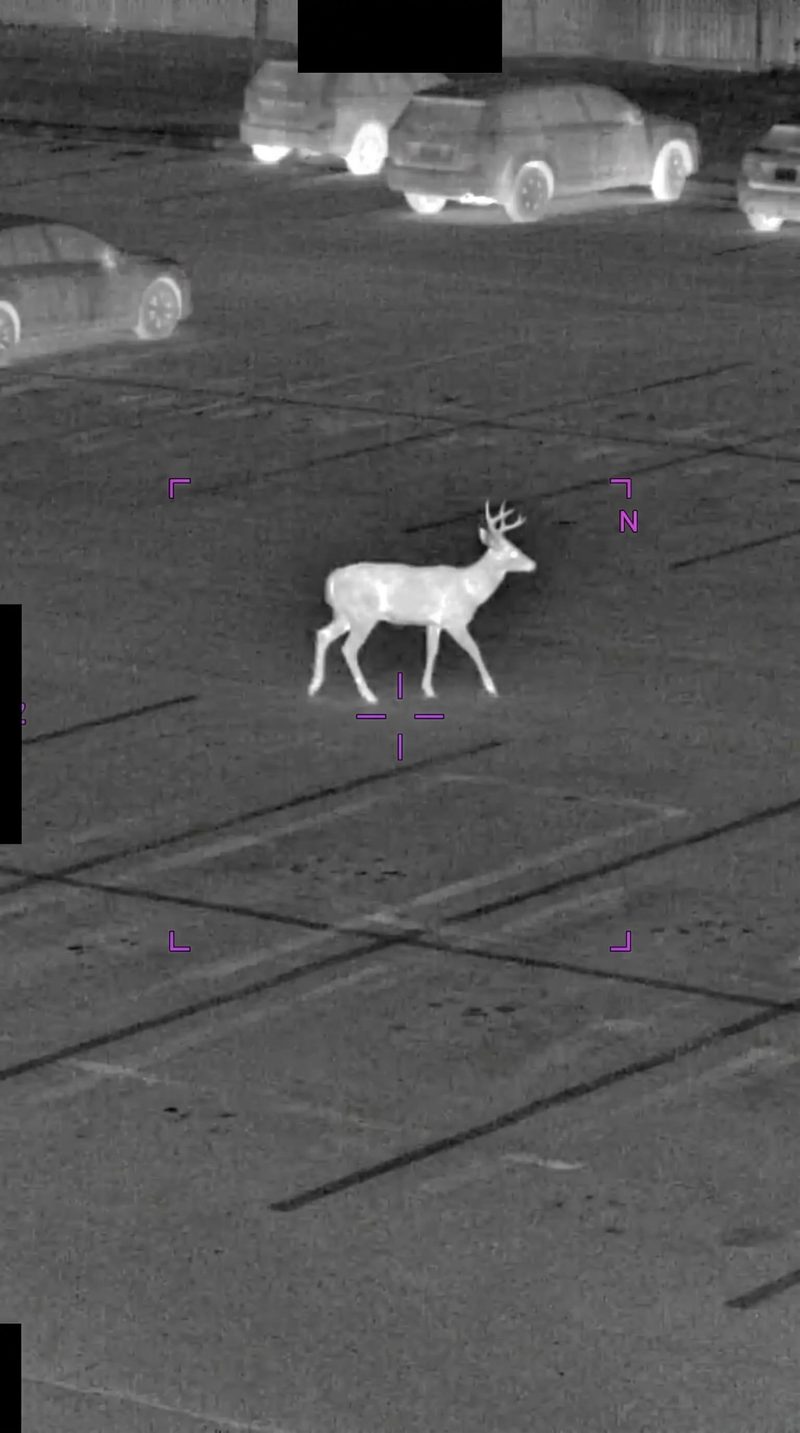 Monochrome night-vision-style concept frame of a deer crossing a parking lot.
